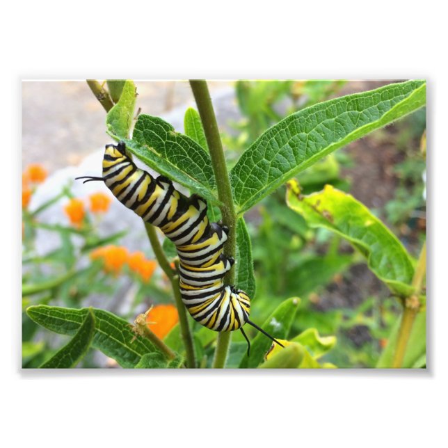 Foto Monarch Caterpillar (Frente)