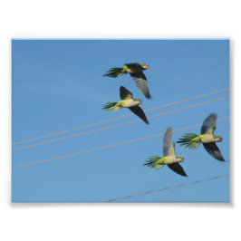 Foto Monk Parrots