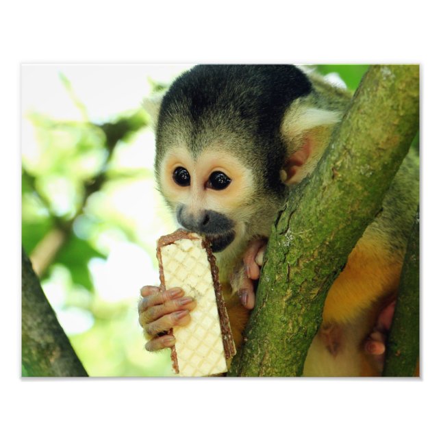 Foto Mono de ardilla comiendo un Biscuit de Wafer (Frente)