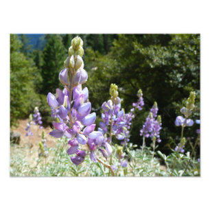 Foto Montaña Lupins en Yosemite