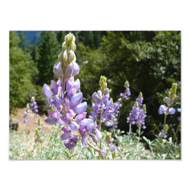 Foto Montaña Lupins en Yosemite (Frente)