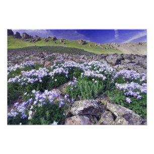Foto Montañas y flores silvestres en prado alpino,