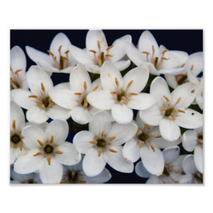 Foto Montones de flores blancas