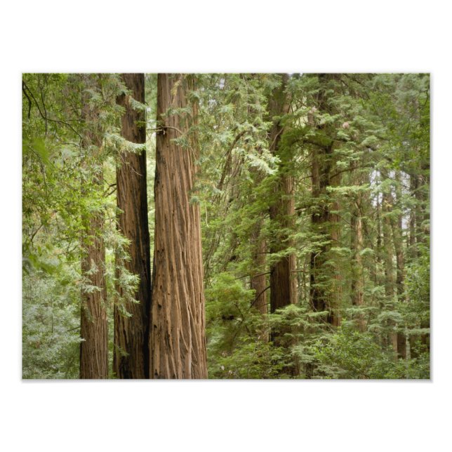 Foto Monumento Nacional Muir Woods, del Norte (Frente)
