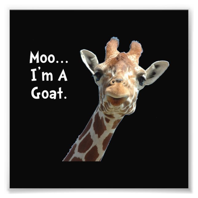 Foto Moo Giraffe Goat (Frente)