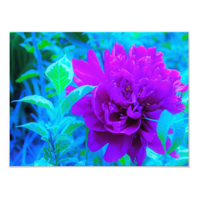 Foto Moody Purple Peony con el hermoso follaje de Weige (Frente)