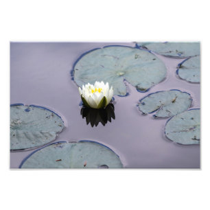 Foto Moody Water Lily