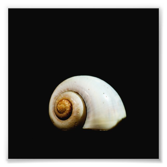 Foto Moon Shell (Frente)