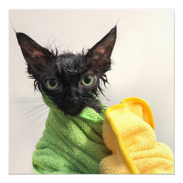 Foto Moop, post-baño (Frente)