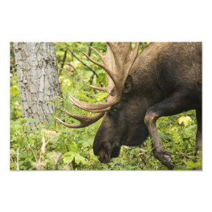 Foto Moose de significación