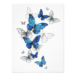 Foto Morfo de las mariposas voladoras azules