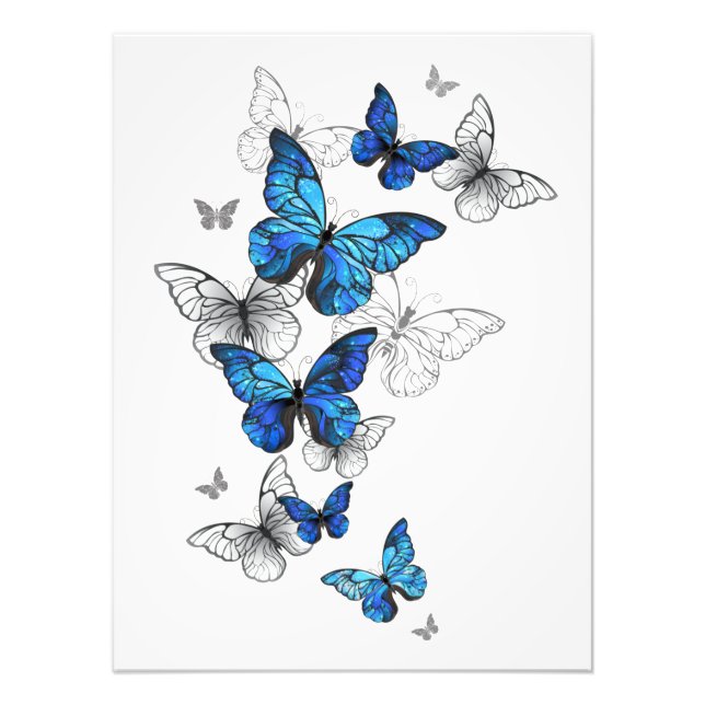 Foto Morfo de las mariposas voladoras azules (Frente)