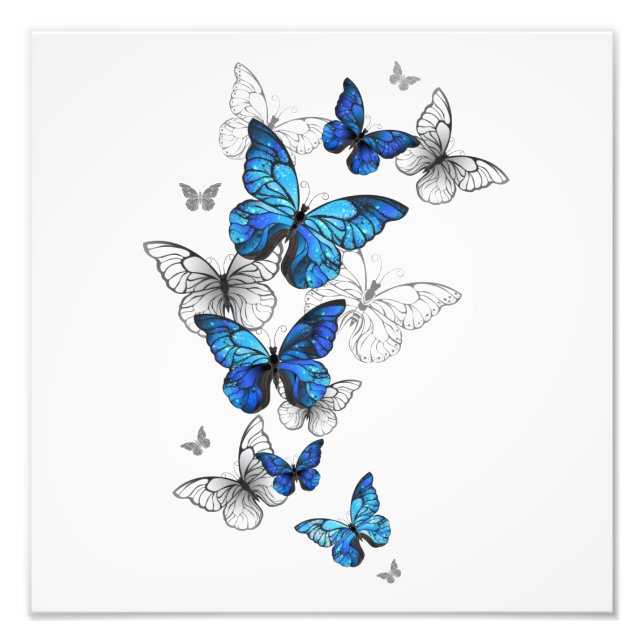 Foto Morfo de las mariposas voladoras azules (Frente)