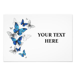 Foto Morfo de las mariposas voladoras azules