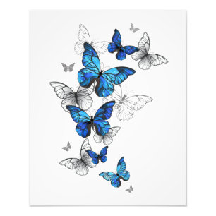 Foto Morfo de las mariposas voladoras azules