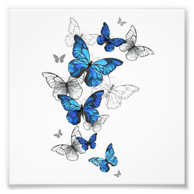Foto Morfo de las mariposas voladoras azules (Frente)