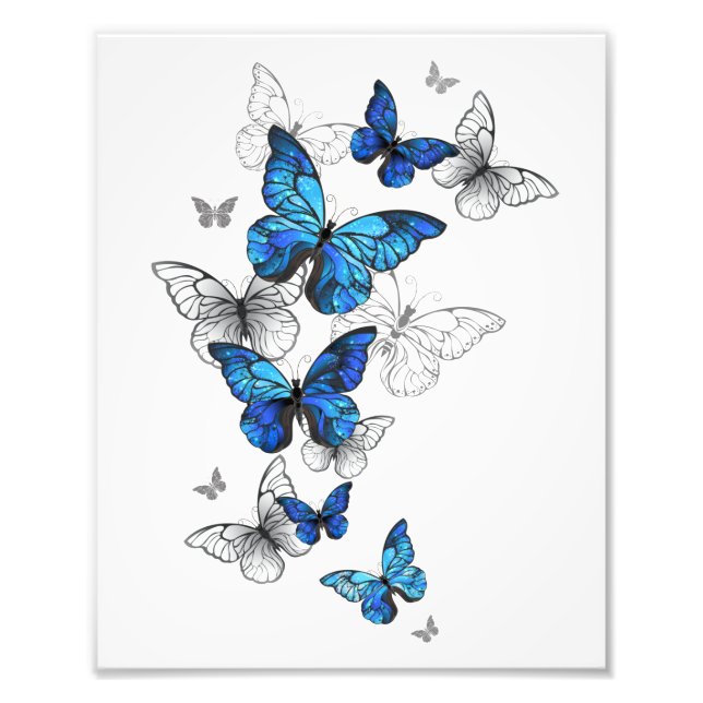 Foto Morfo de las mariposas voladoras azules (Frente)