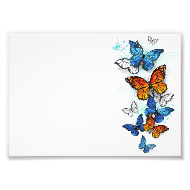 Foto Morfo y monarca de las mariposas voladoras (Frente)