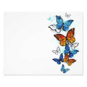 Foto Morfo y monarca de las mariposas voladoras