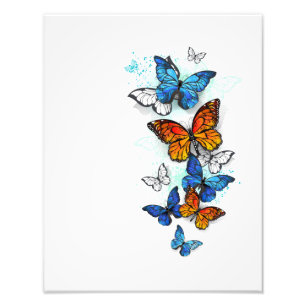 Foto Morfo y monarca de las mariposas voladoras