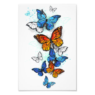 Foto Morfo y monarca de las mariposas voladoras