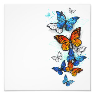 Foto Morfo y monarca de las mariposas voladoras