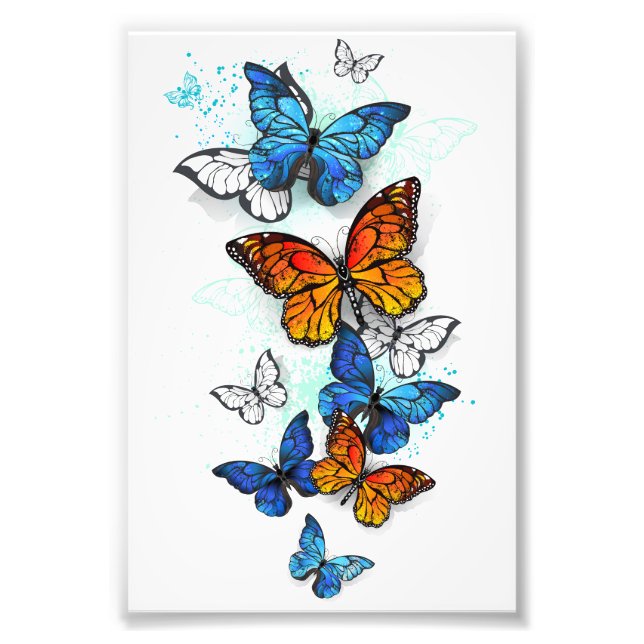 Foto Morfo y monarca de las mariposas voladoras (Frente)