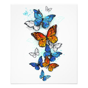 Foto Morfo y monarca de las mariposas voladoras