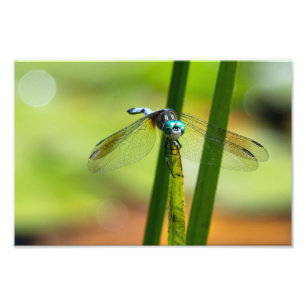 Foto Mosaico Dragon Blue Dasher