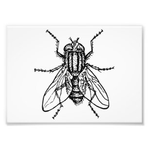 Foto Mosca de la casa