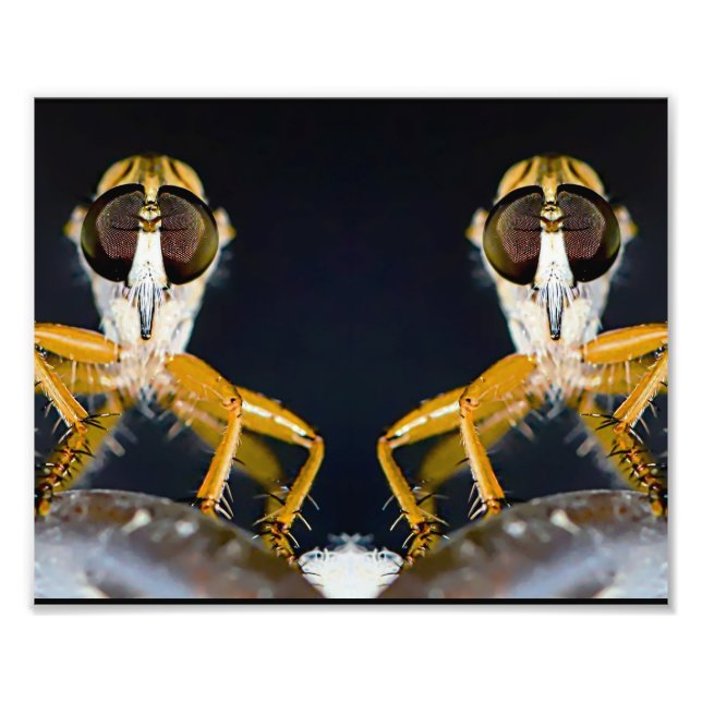 Foto Moscas Robber - Effería albibarbis (Frente)
