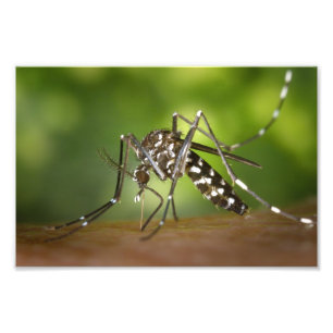 Foto Mosquito tigre