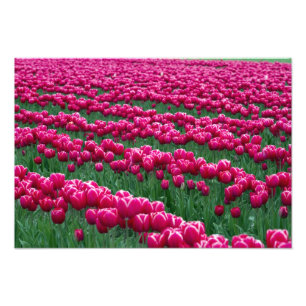 Foto Mostrar jardín de bulbos de tulipanes de floración