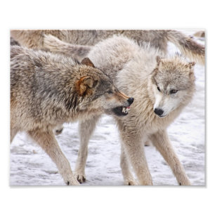 Foto Mostrar sin miedo - Lobo mostrando dominio