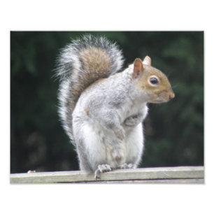 Foto Mostrar tu mejor lado Squirrel Photo Print