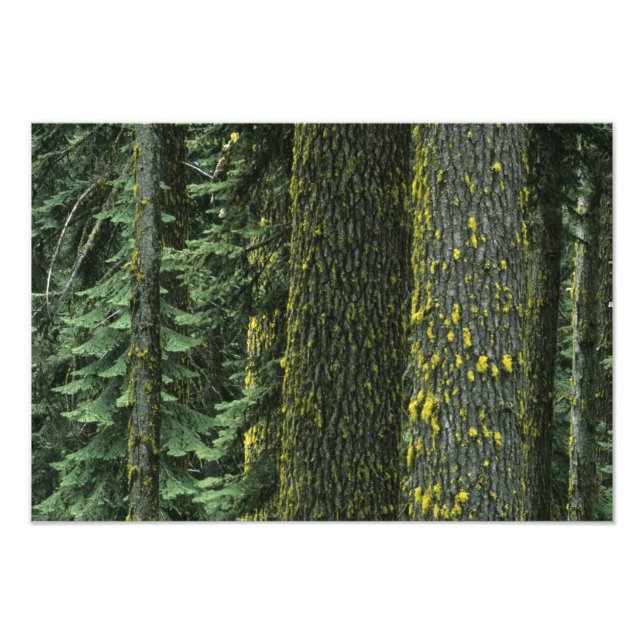 Foto Mt. Ashland, Bosque Nacional Rogue RIver, (Frente)