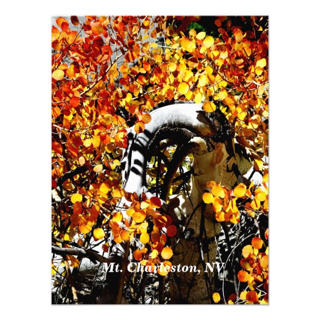 Foto Mt. Charleston NV Autumn Aspen Photo Print (Frente)