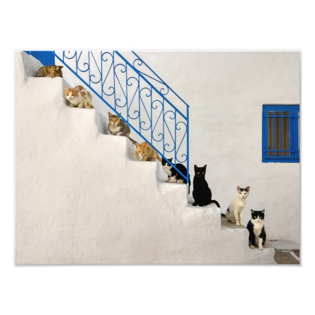 Foto Muchos gatos en una escalera blanca en un pueblo g (Frente)