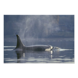 Foto Mujer adulta Orca Whale Orcinus Orca), Puget