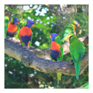 Foto Multitud de los lorikeets del arco iris en una