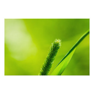 Foto Mundo Verde