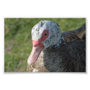 Foto Muscovy Duck