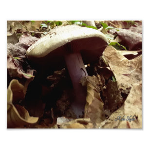 Foto Mushroom morado
