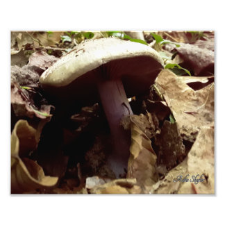 Foto Mushroom morado