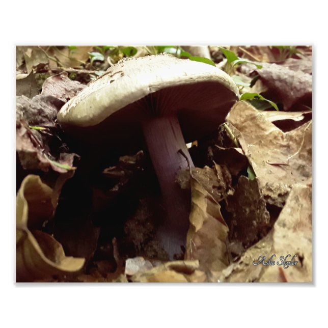 Foto Mushroom morado (Frente)