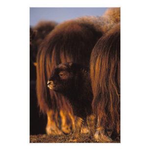 Foto muskox, Ovibos moschatus, ternera recién nacida