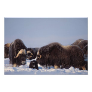 Foto muskox, Ovibos moschatus, toro y vaca