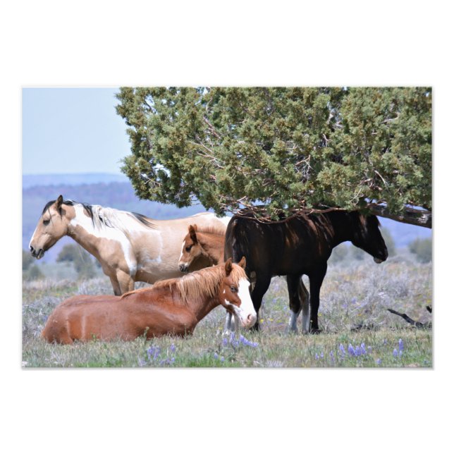 Foto Mustang Charm 19" x 13" Pro. Satin de papel fotogr (Frente)