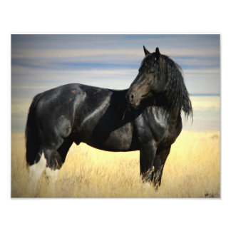 Foto Mustang Stallion "SOX"