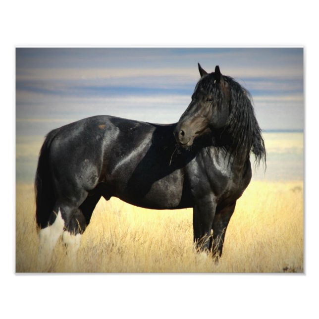 Foto Mustang Stallion "SOX" (Frente)